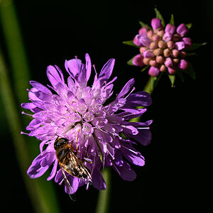 Blume.jpg