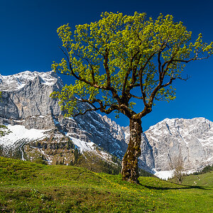 Ahorn Berge.jpg