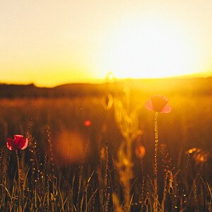 Sommer