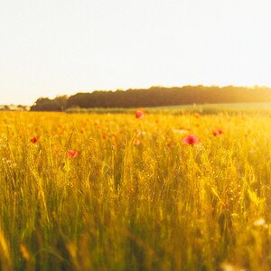 Sommer