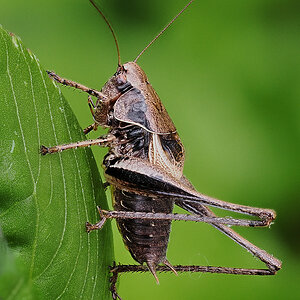 N8016781_10_focusstackingnikon.jpg