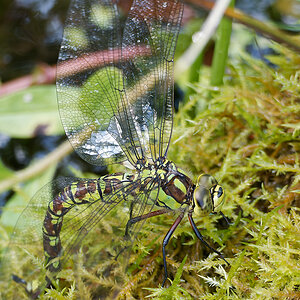 N8026956nikon.jpg