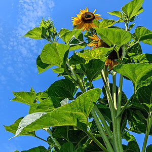 OF5_46449.jpg