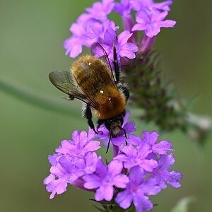 Bienchen.jpg