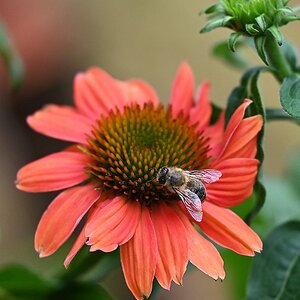 Bienchen2.jpg