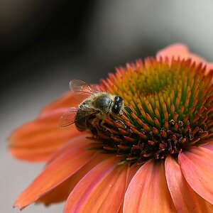 Bienchen3.jpg
