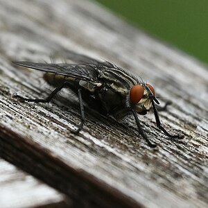 Fliege4.jpg