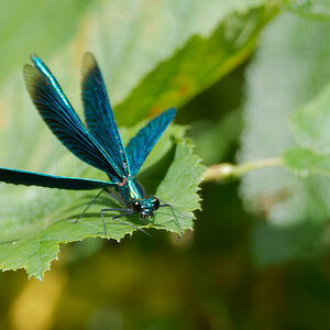 N8087567oly.jpg