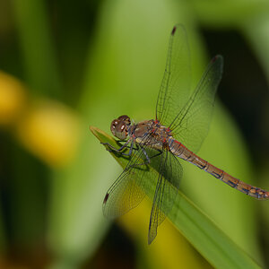 N8118898nikon.jpg