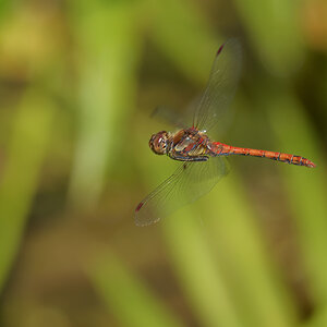 N8118783nikon.jpg