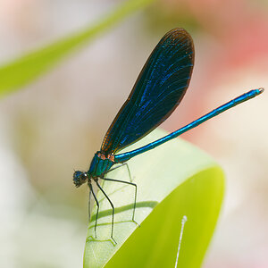 N8108520nikon.jpg