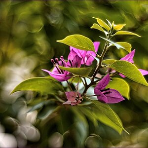 comp_2Flower-lUMI.jpg