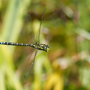 N8159486nikon.jpg