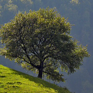 Baum.jpg