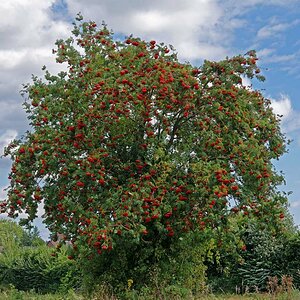 Vogelbeerbaum.jpg