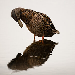 _DSC7242-Bearbeitet-1.jpg