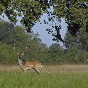 damwild-6.jpg