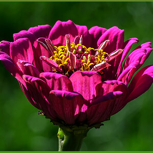 Blume3.jpg
