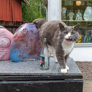 240821 Katze-1.jpg