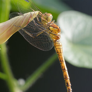 N8219708nikon.jpg