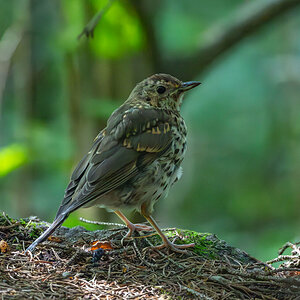 Junge Amsel am Waldboden.jpg