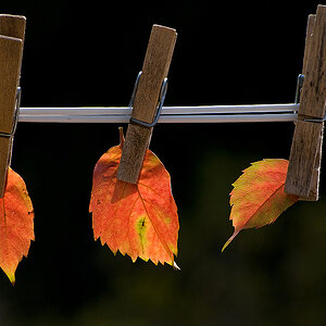 Herbstlaub