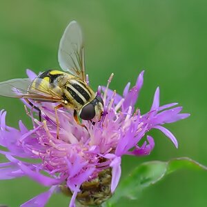 Schwebefliege mit Sigma 105mm