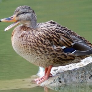 testente