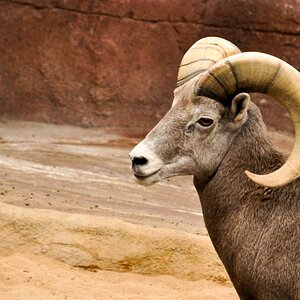 Foto aus dem Bereich "Desert" im Burgers Zoo

Kamera: Nikon D90
Objektiv: 18.0-105.0mm f/3.5-5.6
Belichtung: 1/160 Sek. bei f/5,6
Brennweite
