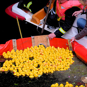 Entenrennen 2009 09 06 D2X 3789 1
