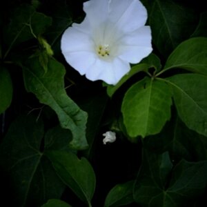 © www.snap-shot.at.tf