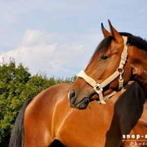 © www.snap-shot.at.tf