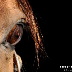 © www.snap-shot.at.tf
