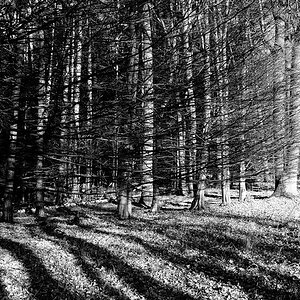 Holz03