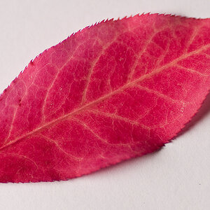 blatt