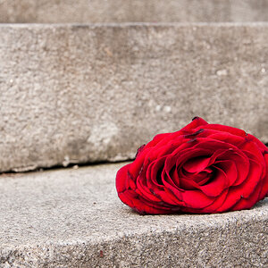 rose 9514