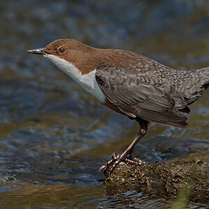Wasseramsel5993