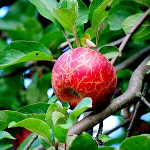 Herbst 016   Kopie