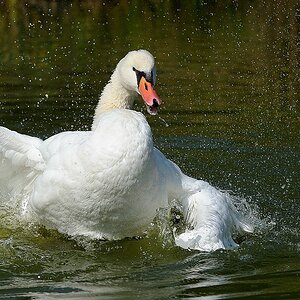 comp Schwan 2neu