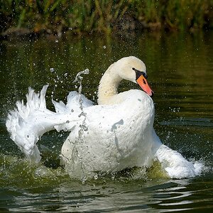 comp Schwan 3neu