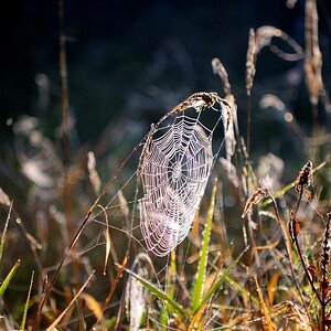 Herbst 118