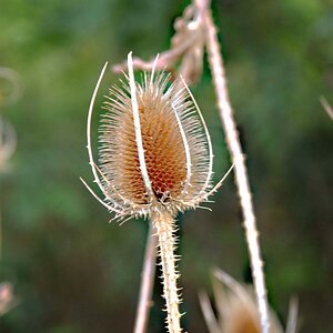 Distel