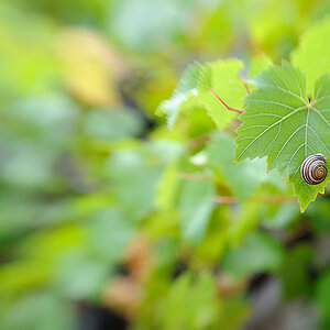 Lensbaby Composer