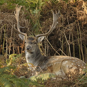 DSC6162 NF F
Naturwildpark Granat
26. September 2009