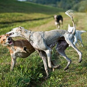 MOM1133 dogs