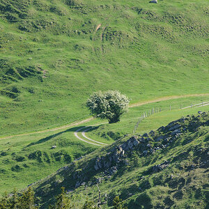 Berghang am Sudelfeld:
Sigma 170-500/5-6.3 D APO, D200, ISO 200, f/16, 1/50s (MUP auf Stativ), 500 mm