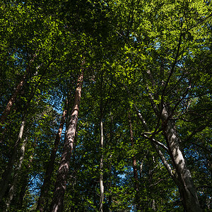 Wald.jpg