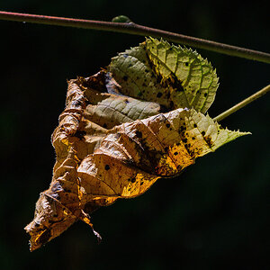 Blatt.jpg