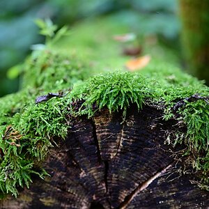 Z50mm_f1.2_Unschärfe 2.jpg