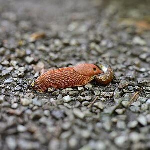 Z50mm_f1.2_Unschärfe 3.jpg